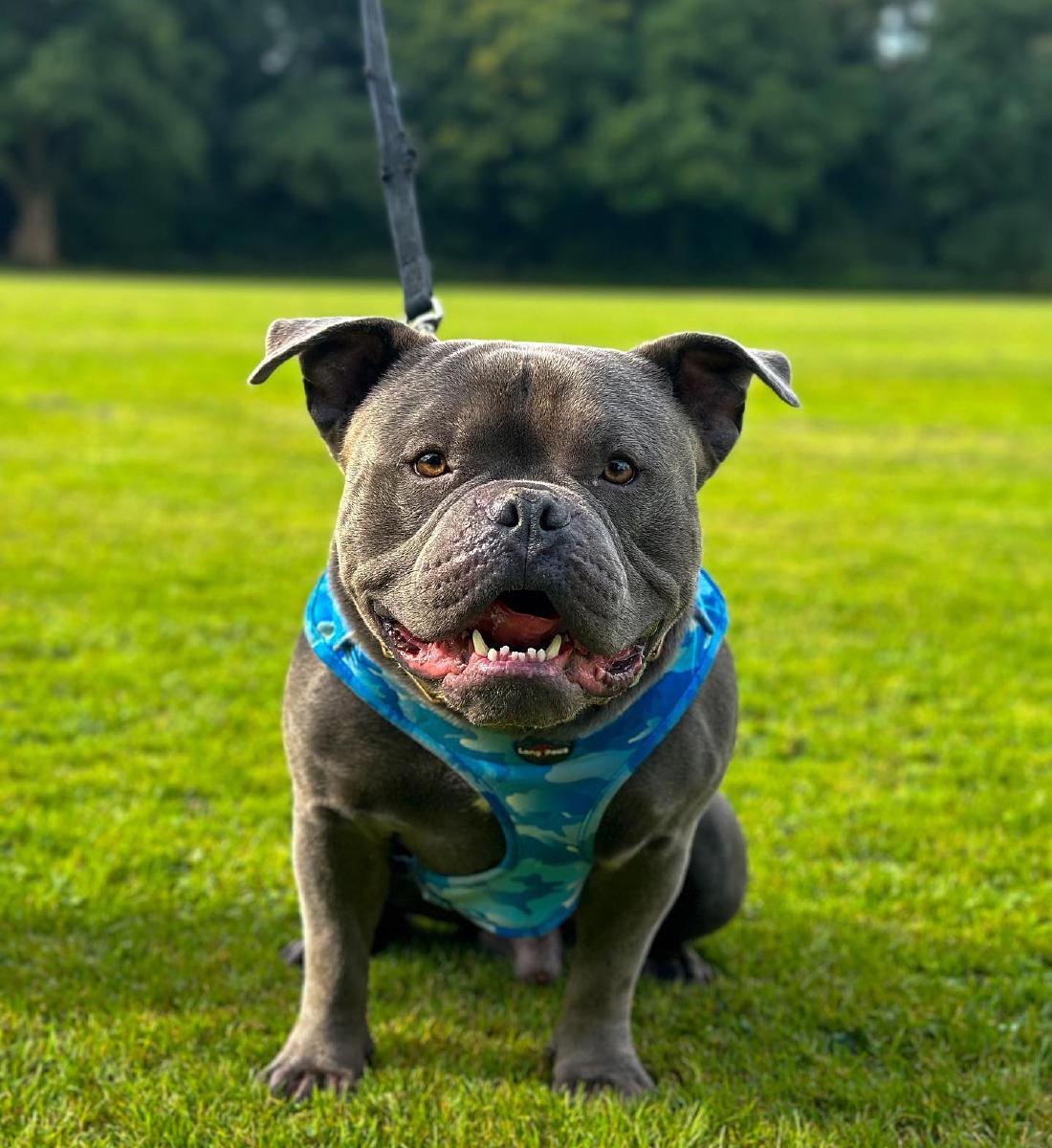 Dog trainer in Crawley and West Sussex
